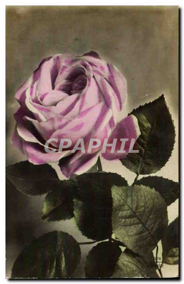 CPA Fantaisie Fleur Rose