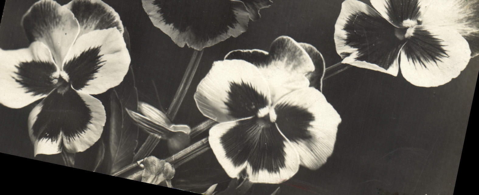 CPA Fantaisie Fleurs