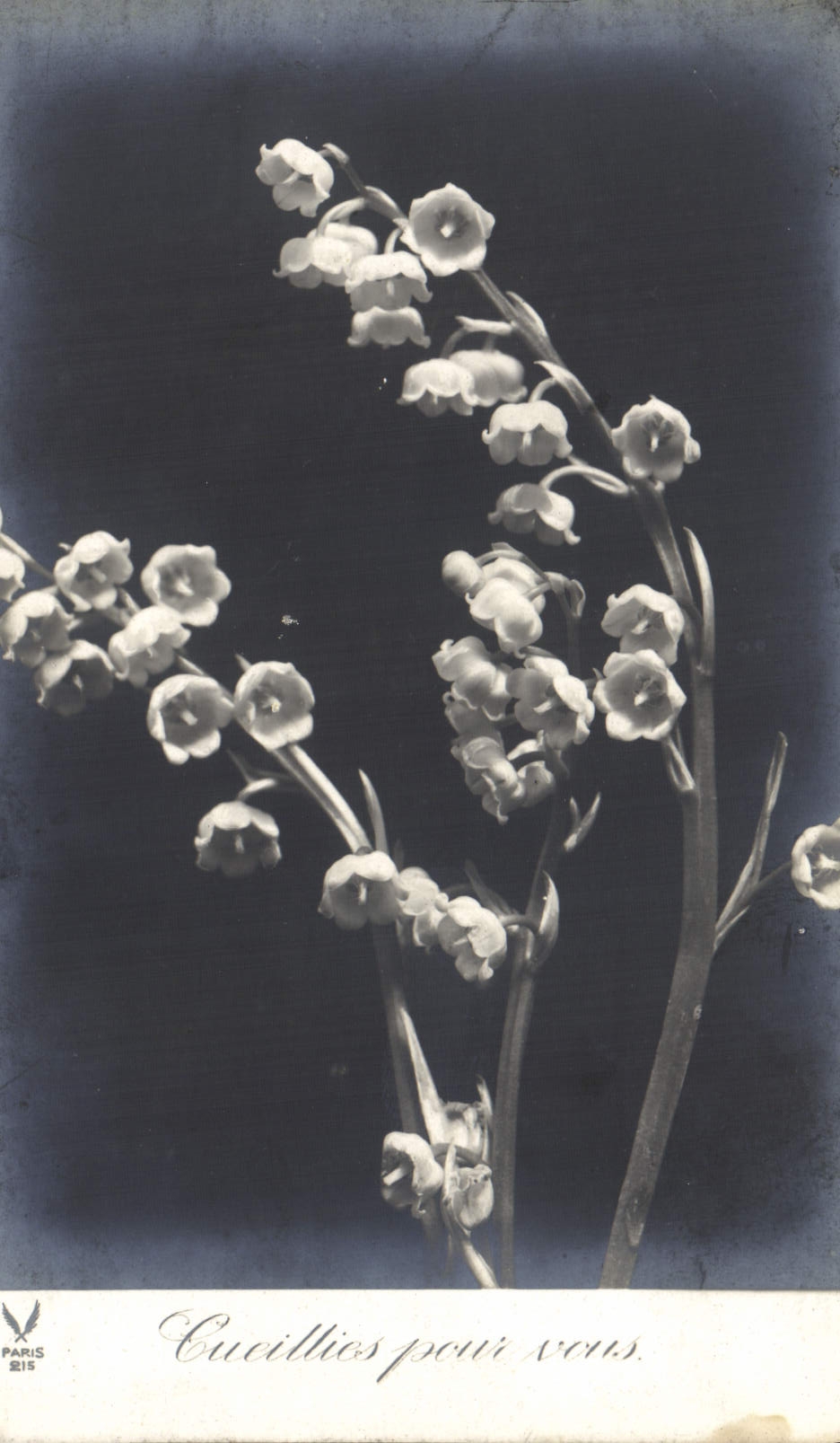 CPA Fantaisie Fleurs Muguet