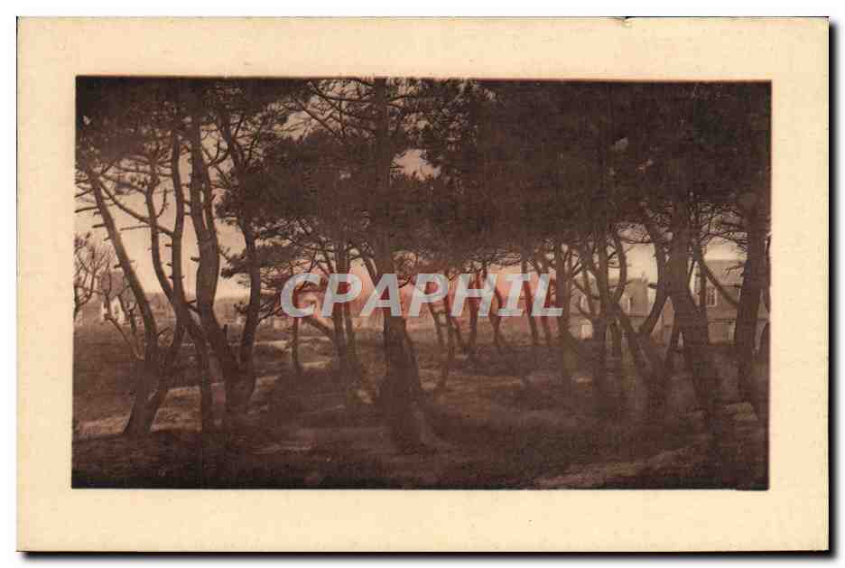 Kiefernwald — Ansicht von Le Touquet-Paris-Plage — Verlag Lévy, 257