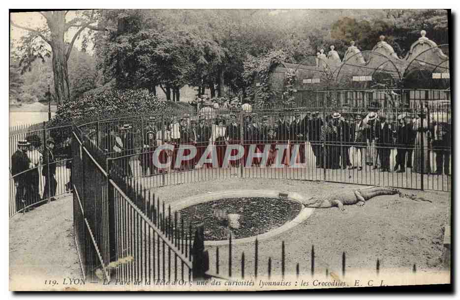 LYON — Le Parc de la Tête d'Or ; une des curiosités lyonnaises : les Crocodiles — E. C. L.