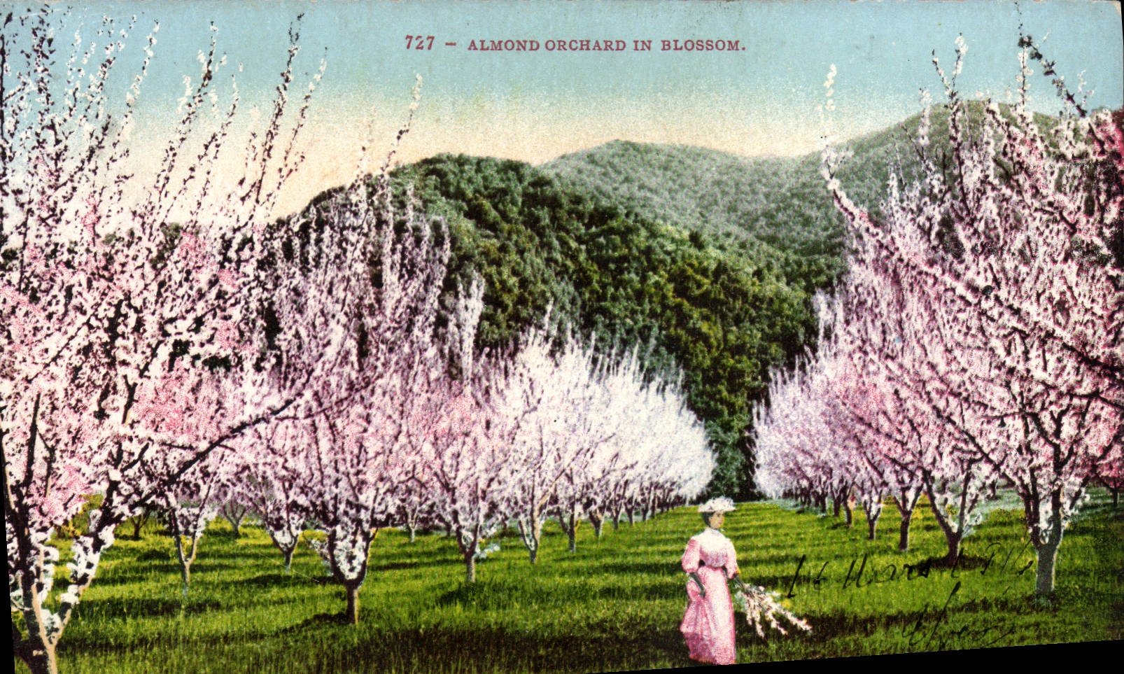 CPA Almond Orchard In Blossom