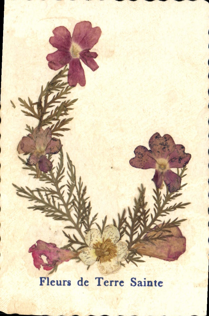 CPA Fleurs de Terre Sainte Fleurs sechees