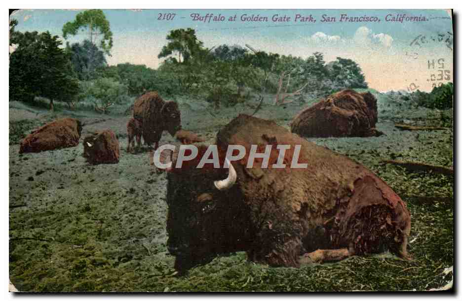 CPA Buffalo at Golden Gate Park San Francisco 