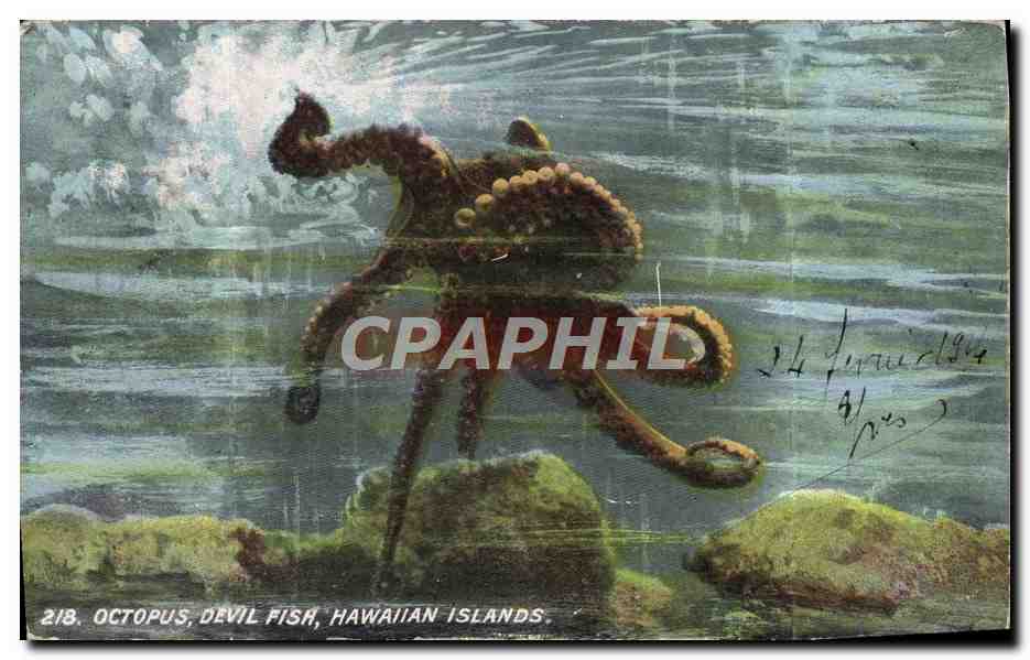 CPA Octopus Devil Fisa Hawaiian Islands Pieuvre