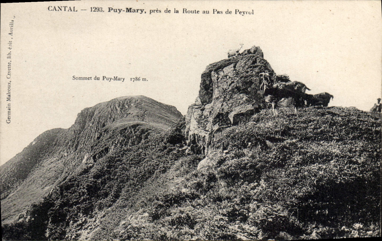 CPA Cantal Puy Mary pres de la Route au Pas de Peyrol Chevre