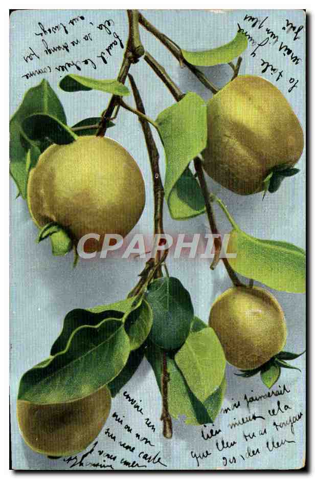 CPA Fantaisie Citron Citrons