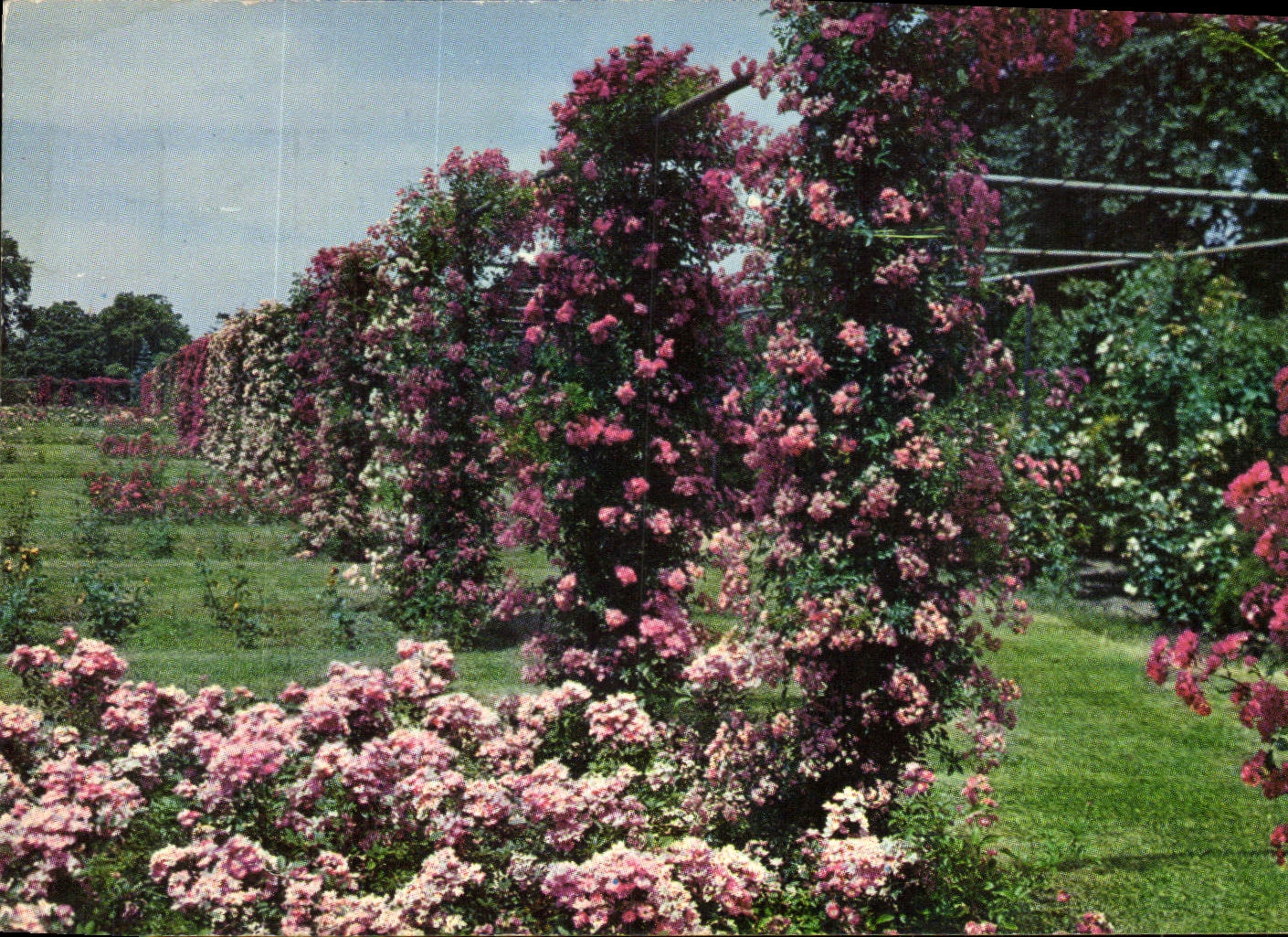 CPM Providence Rose gardens in Roger Williams Park