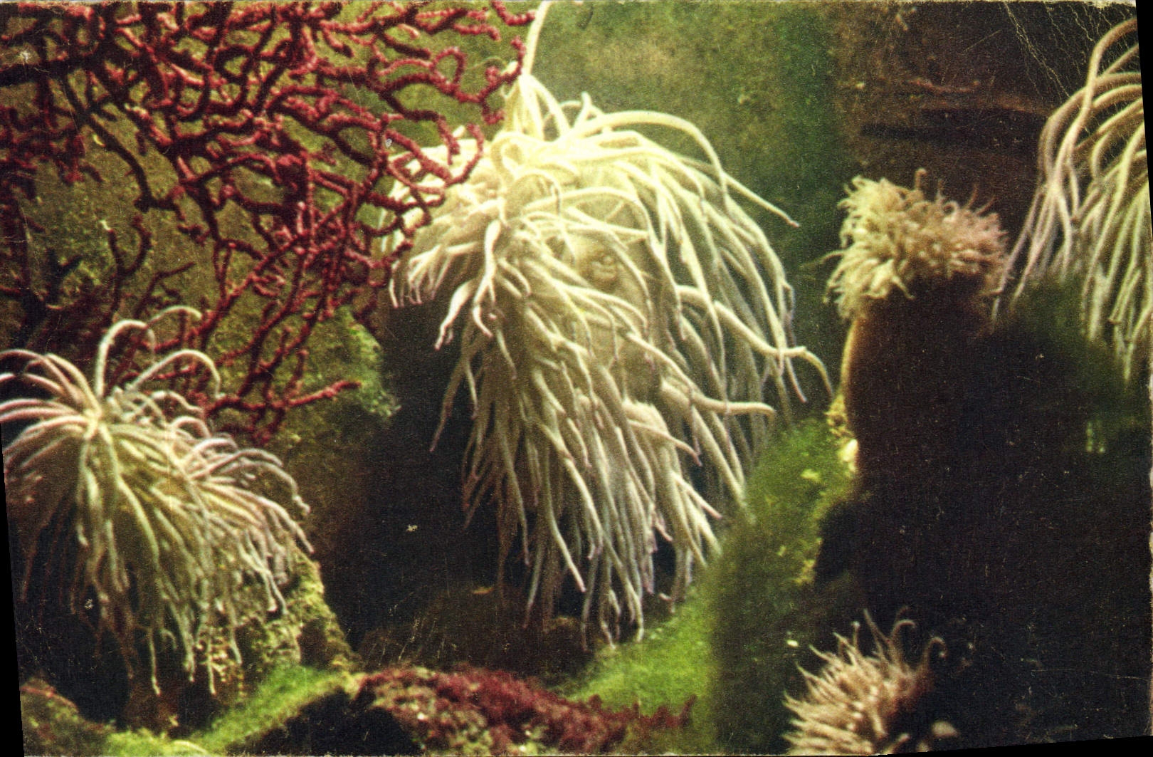 CPm Anemone de mer