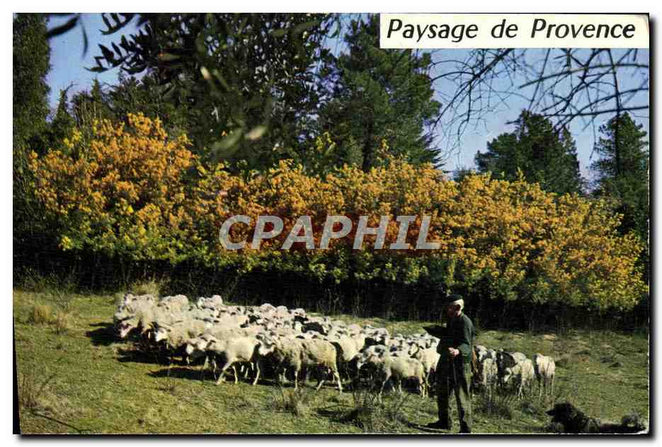 CPA Cote D'Azur Paysage De Provence Moutons 