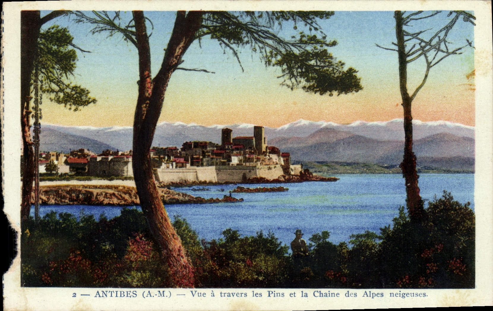 Antibes (A.M.) — Blick durch die Kiefern und die schneebedeckte Alpenkette — ADIA (Carcassonne)