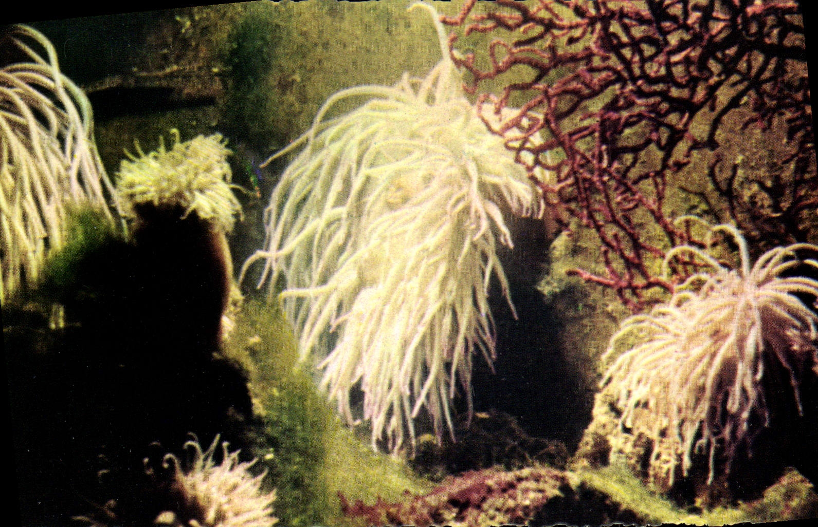 CPM Aquarium Marin De Monaco Anemone Anemonia sulcata