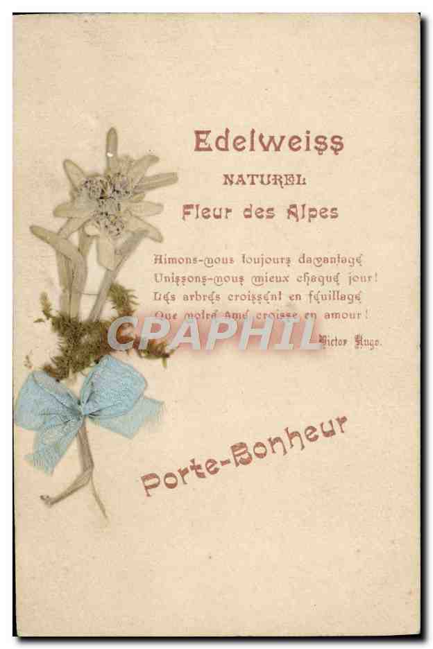 CPA Fantaisie Fleurs sechees Edelweiss