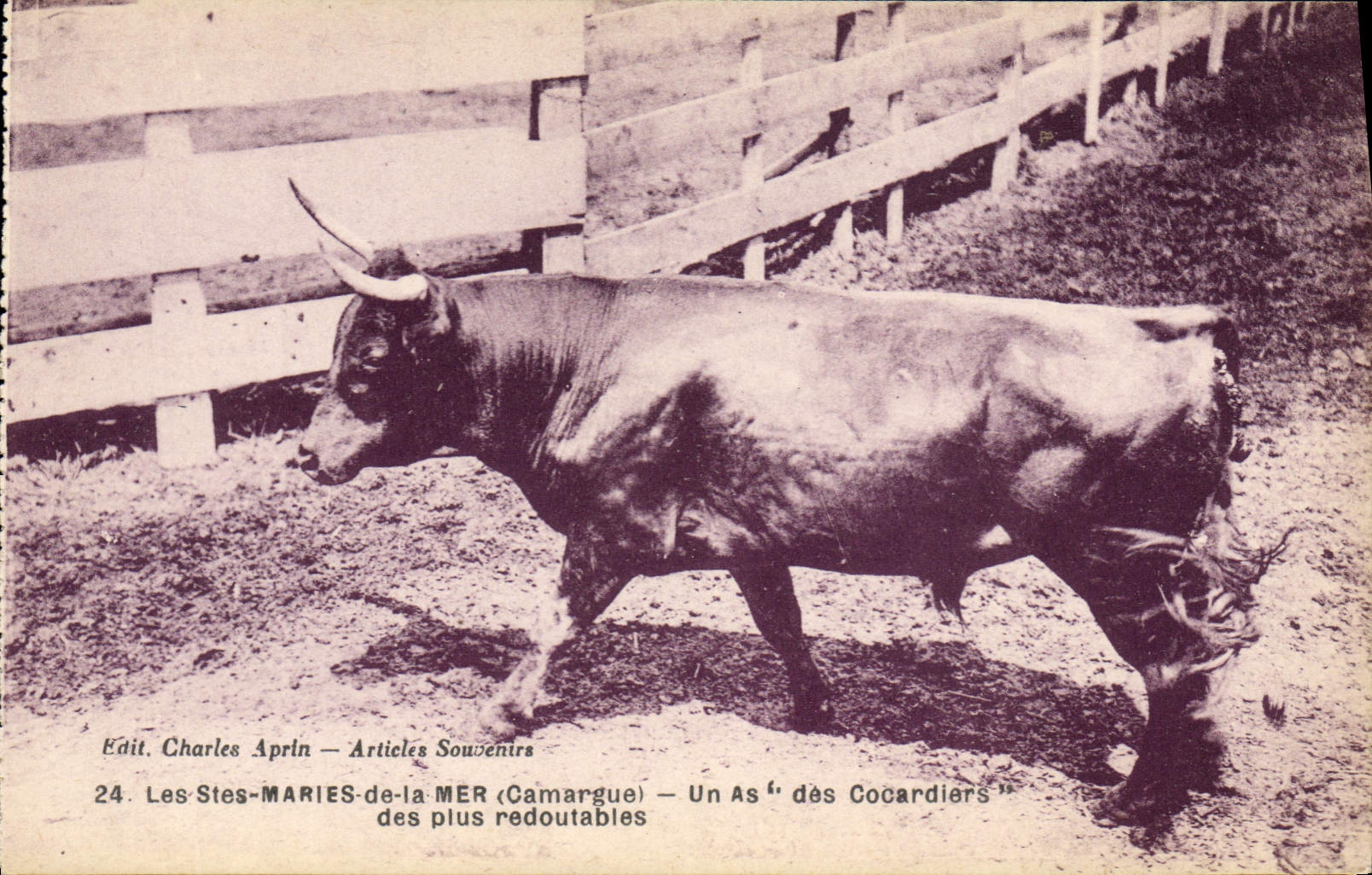 Les Saintes-Maries-de-la-Mer (Camargue) — Un As des Cocardiers, des plus redoutables — Edit. Charles Aprin