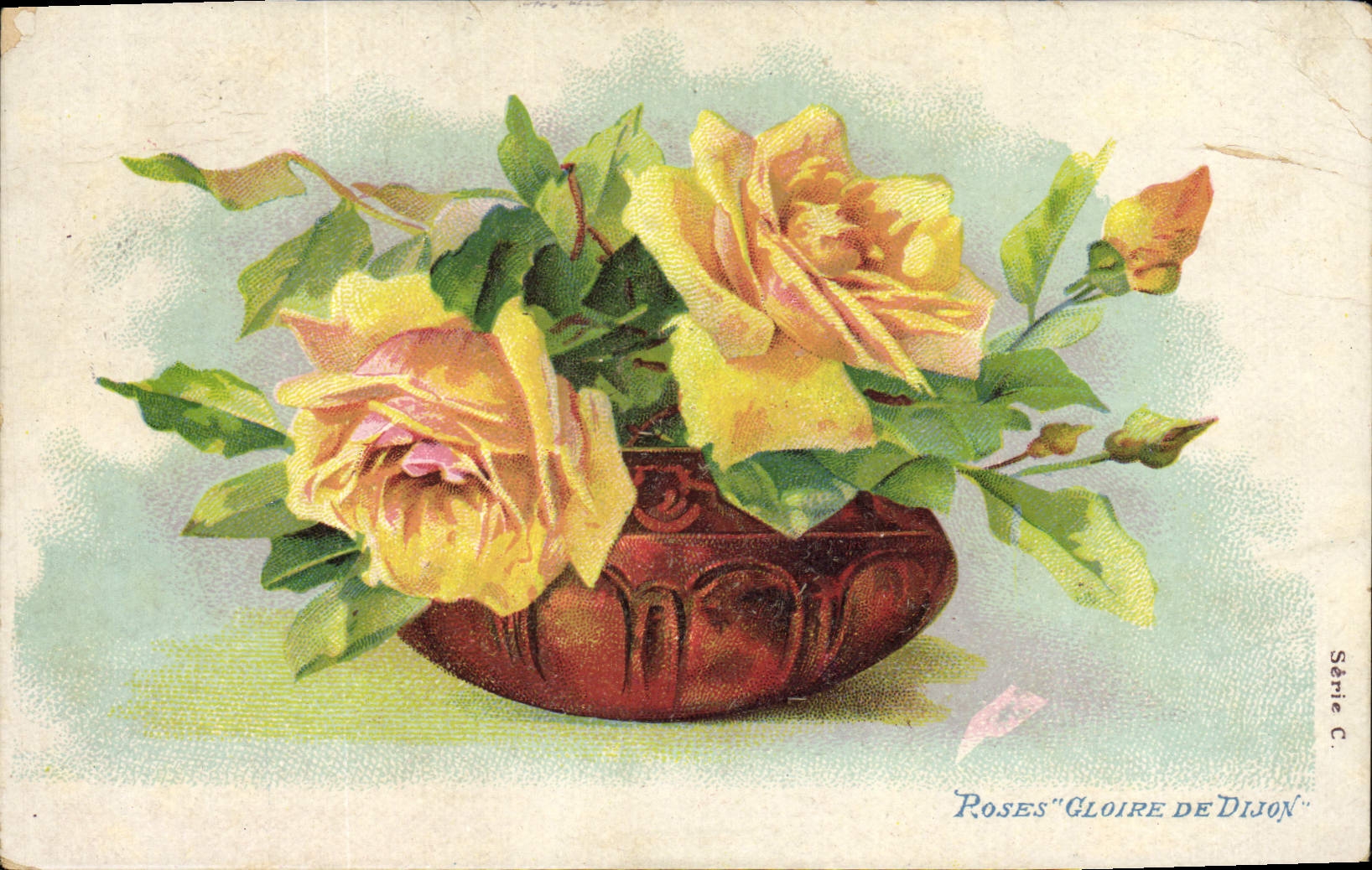 CPA Roses Gloire De Dijon