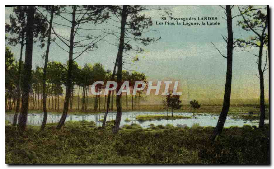Paysage des Landes — Les Pins, la Lagune, la Lande — CPAPHIL