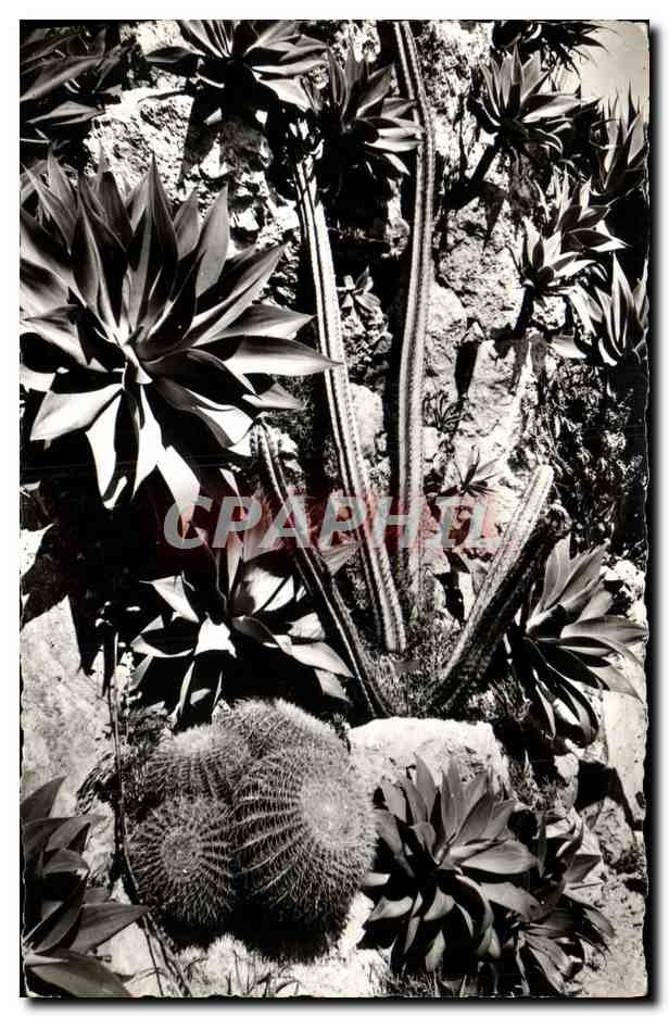 CPM Jardin exotique de Monaco Agaves