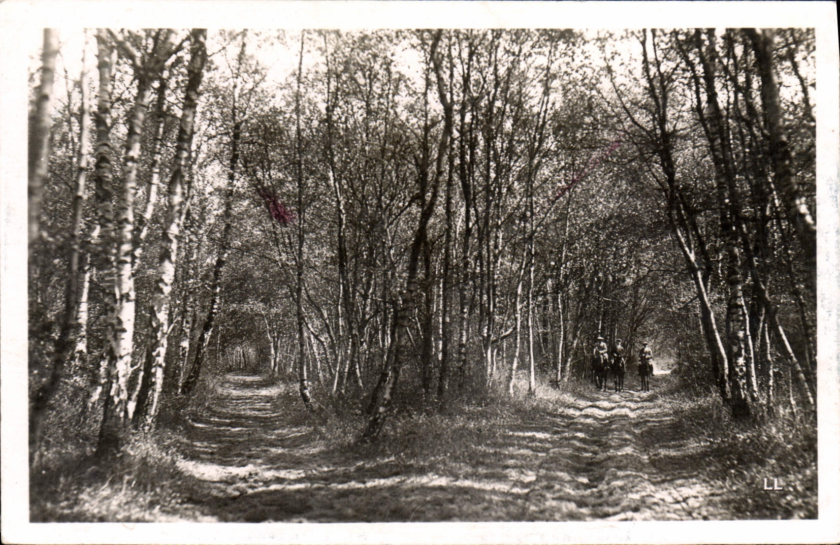 Forêt de Le Touquet-Paris-Plage — Chemin sous les bouleaux — LL
