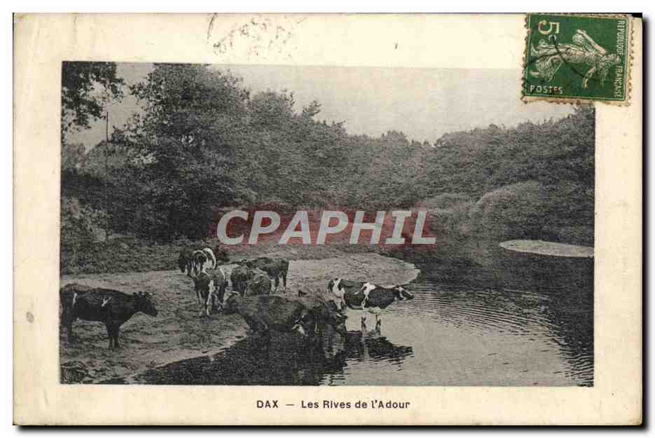 CPA Dax Les Rives De L'Adour Vaches