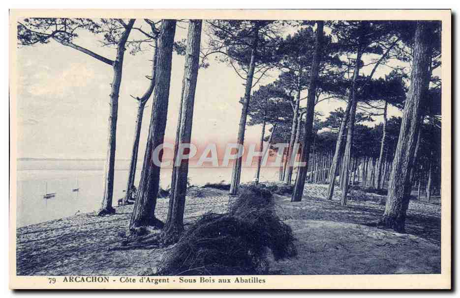 CPA Arcachon Cote d'Argent Sous bois aux Abatilles