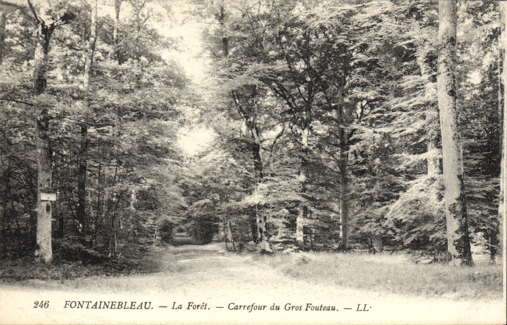 Fontainebleau — La Forêt — Carrefour du Gros Fouteau — LL' — n°246