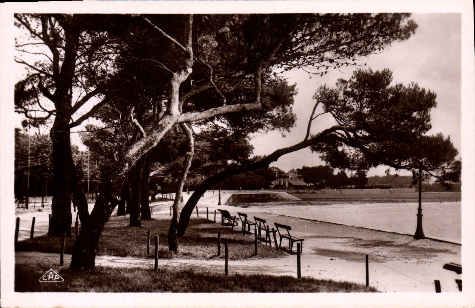 La Plage à travers les pins — La Rochelle — CPAPHIL