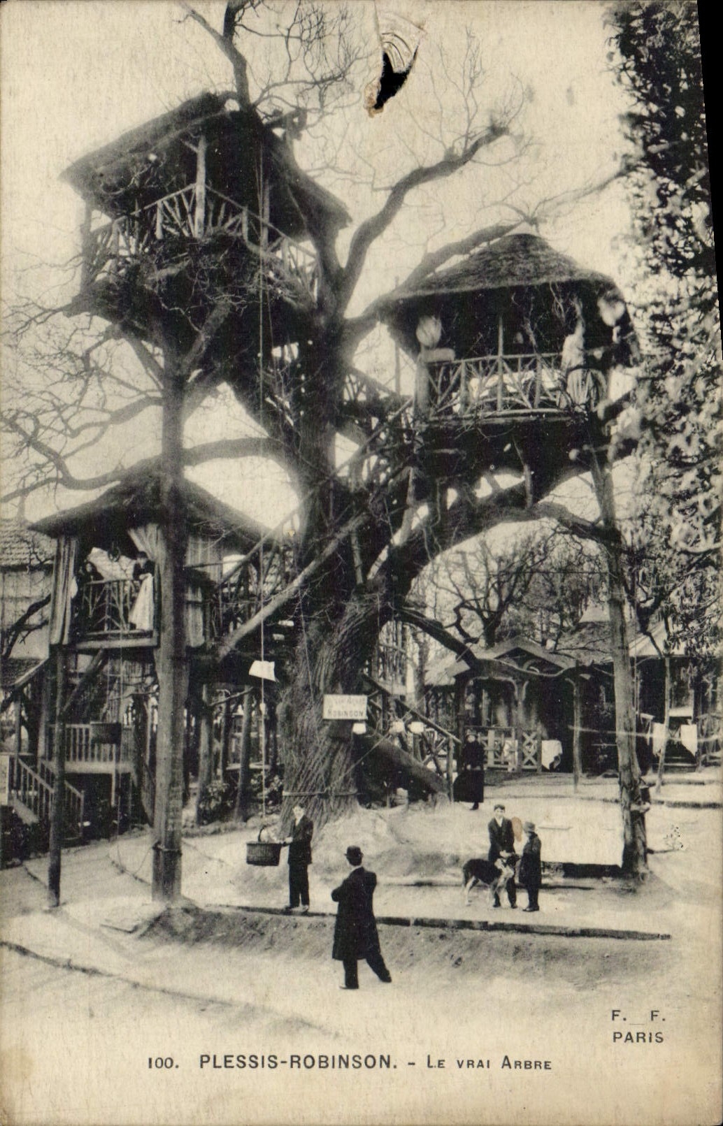 Antike Ansichtskarte Le Plessis Robinson Der wahre Baum