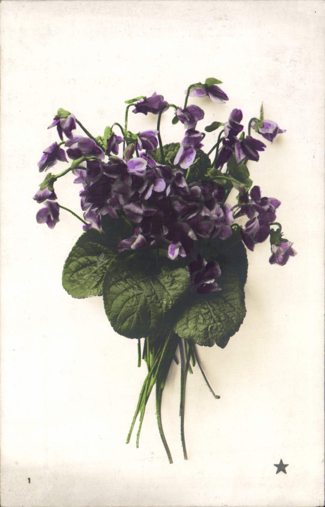 Bouquet de violettes — édition illustrée — Marque 'ÉTOILE' 2, rue d'Amsterdam, Paris