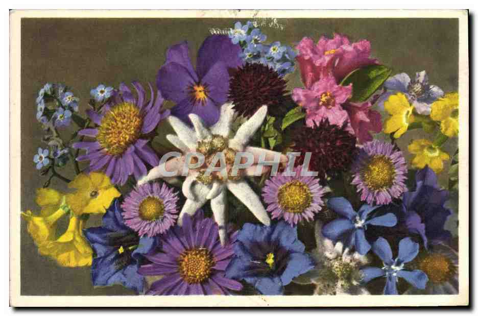 Bouquet de fleurs alpines — Alpenblumen — éditeur Cygler & Wipfenstein, Adelboden