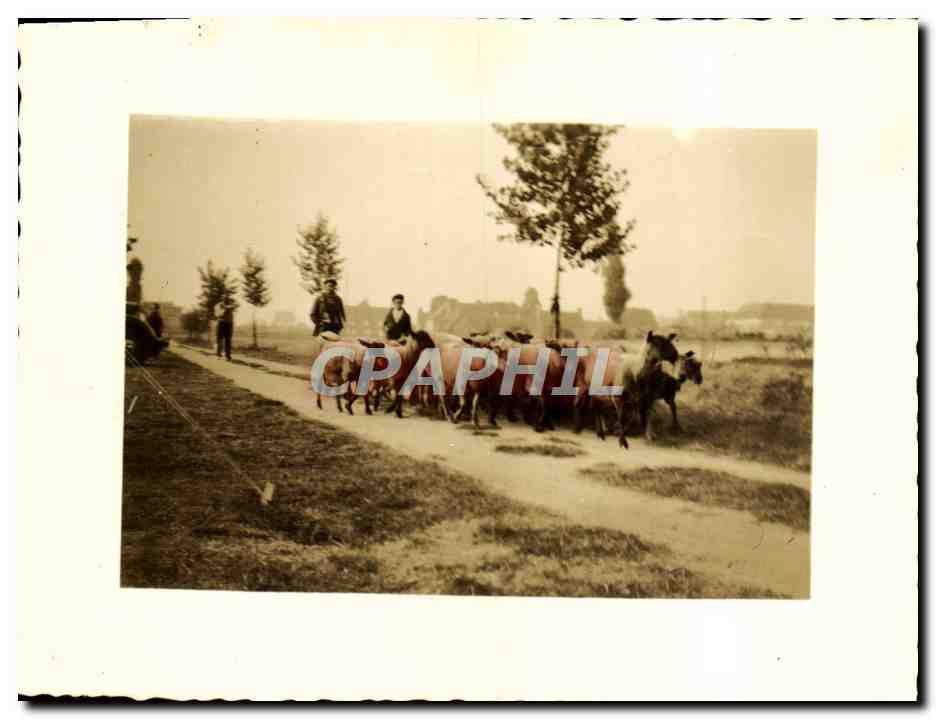 Photo chevres 