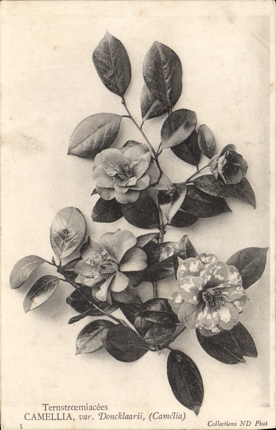 CPA Fantaisie Fleurs Terstroemiacees Camellia 