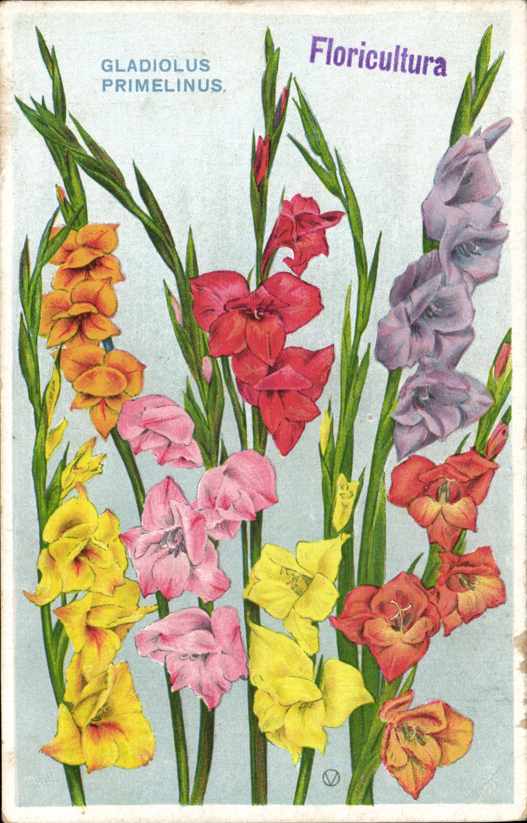 CPA Fantaisie Fleurs Gladiolus Primelinus 