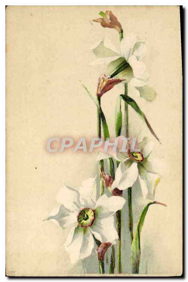 Narcisses blancs — illustration botanique — CPAPHIL n° 482