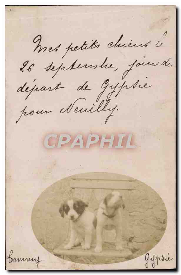 Deux chiots — 26 septembre — Bonnay, Gypsy