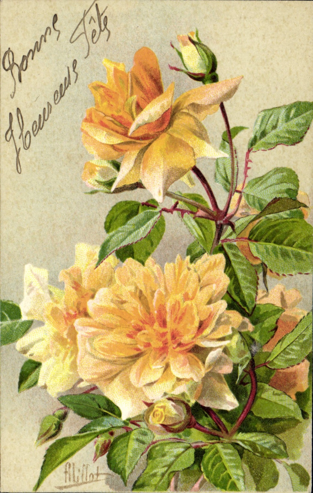 Roses jaunes — illustration signée 'M. Milot' — Rose W. Allen Richardson, Paris