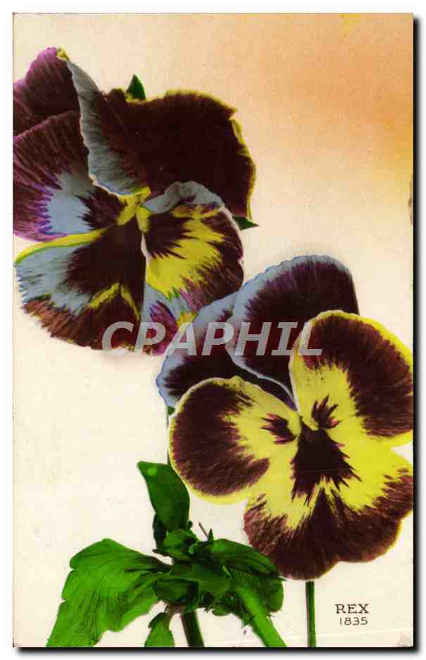 CPA Fantaisie Fleurs