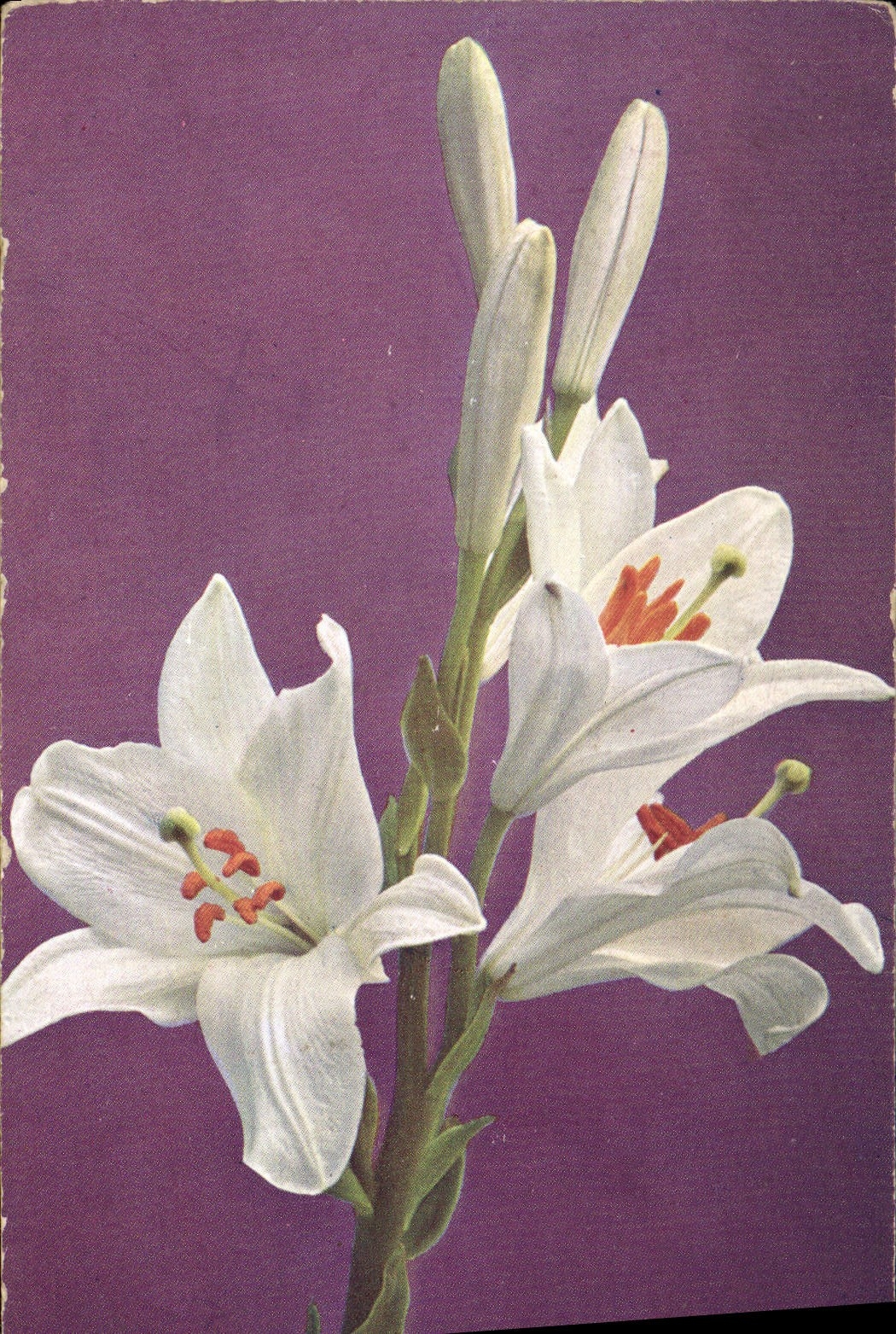 CPA Fantaisie Fleurs
