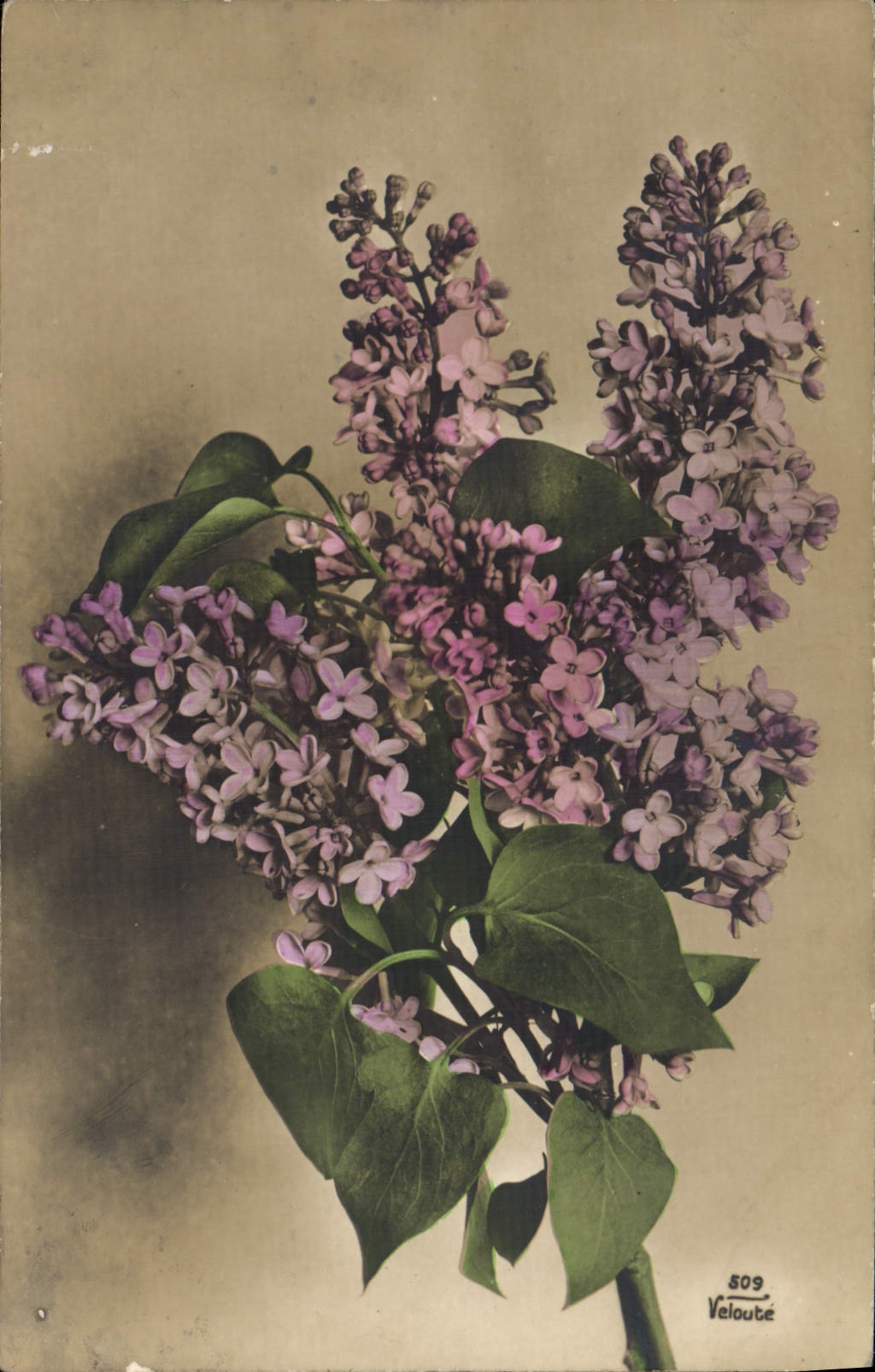 CPA Fantaisie Fleurs 