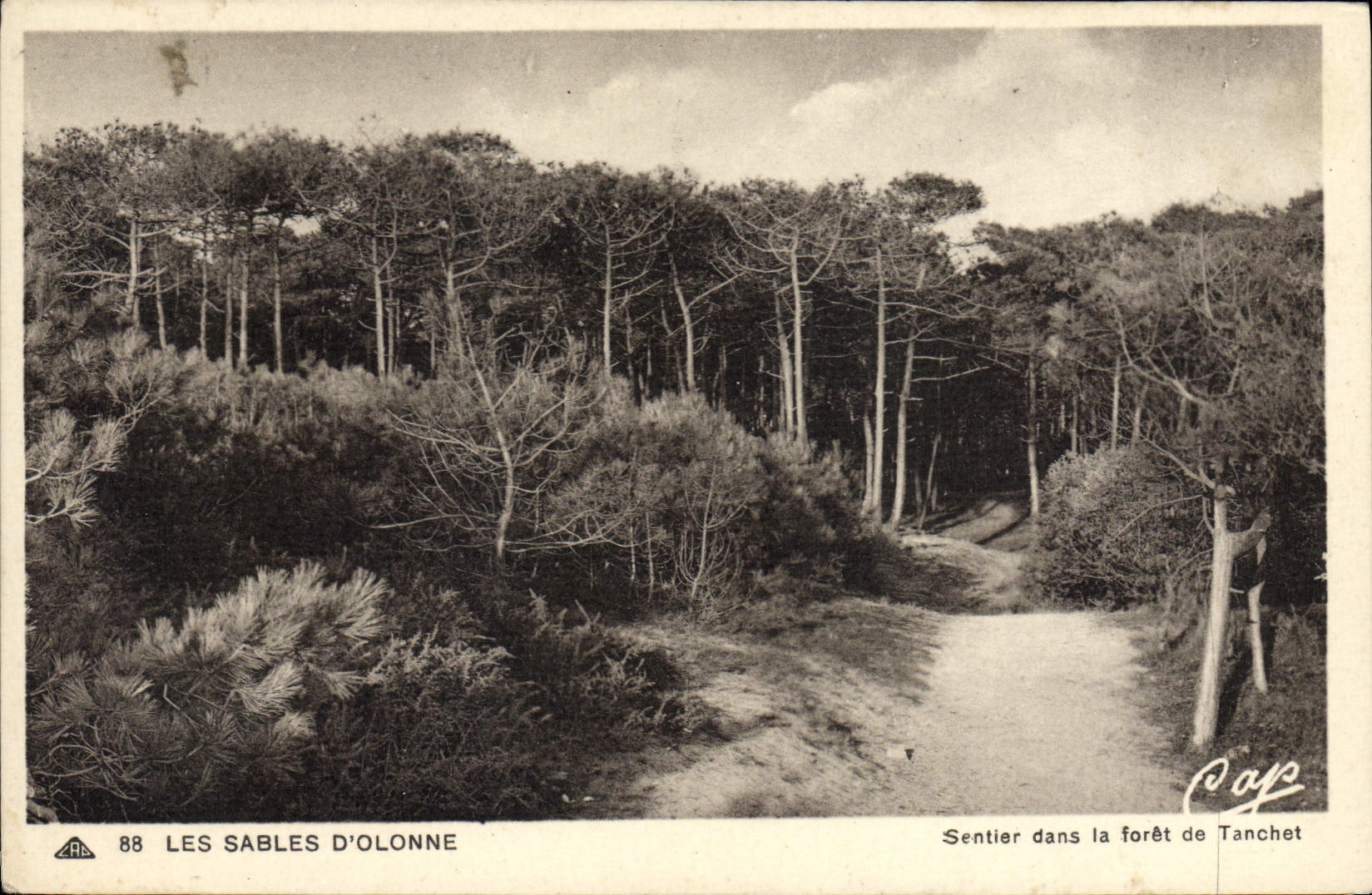 Path in the Tanchet Forest — Les Sables d'Olonne — Pap
