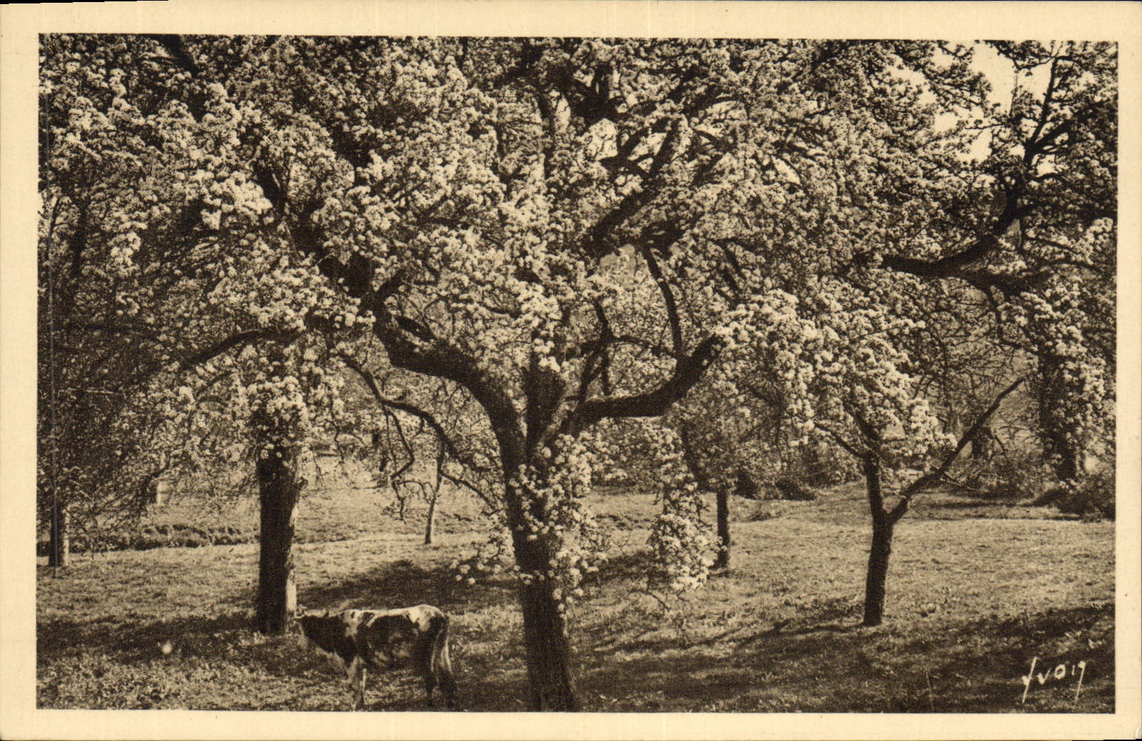 CPA La Normandie Pommiers En Fleurs