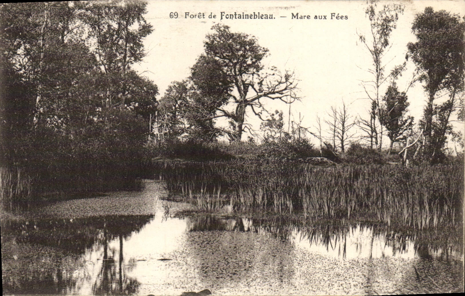 Bosque de Fontainebleau — Mare aux Fées — n°69