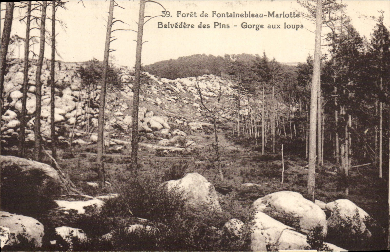 Forêt de Fontainebleau-Marlotte — Belvédère des Pins - Gorge aux loups — n°39