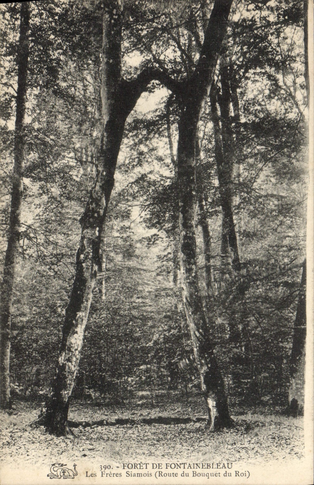 Bosque de Fontainebleau — Los Hermanos Siameses (Camino del Bouquet du Roi) — Los Hermanos Siameses, n° 390