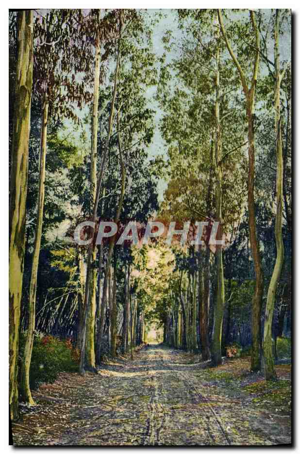 CPA Ile Sainte Marguerite Allee des Eucalyptus