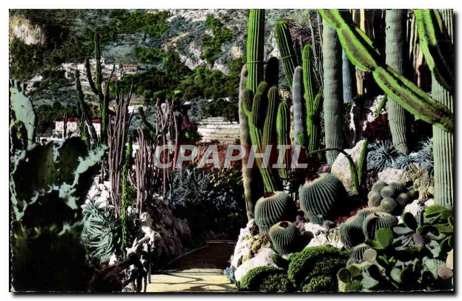 CPM Jardin Exotique De Monaco Opuntia Cereas Cactus