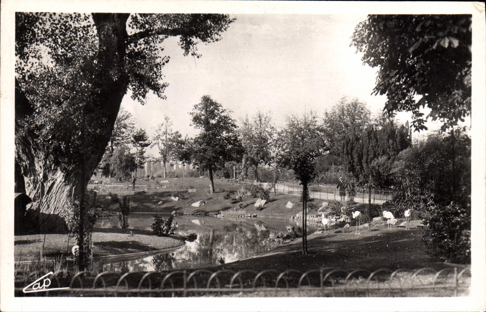 CPM Vichy Les parcs et le nouveau bassin des cygnes