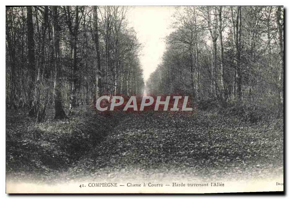 CPA Compiegne Chasse a Courre Harde Traversant l'allee