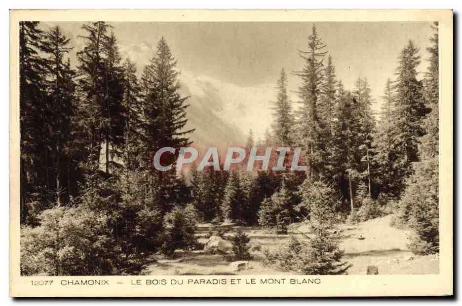 CPA Chamonix Le Bois Du Paradis Et Le Mont Blanc