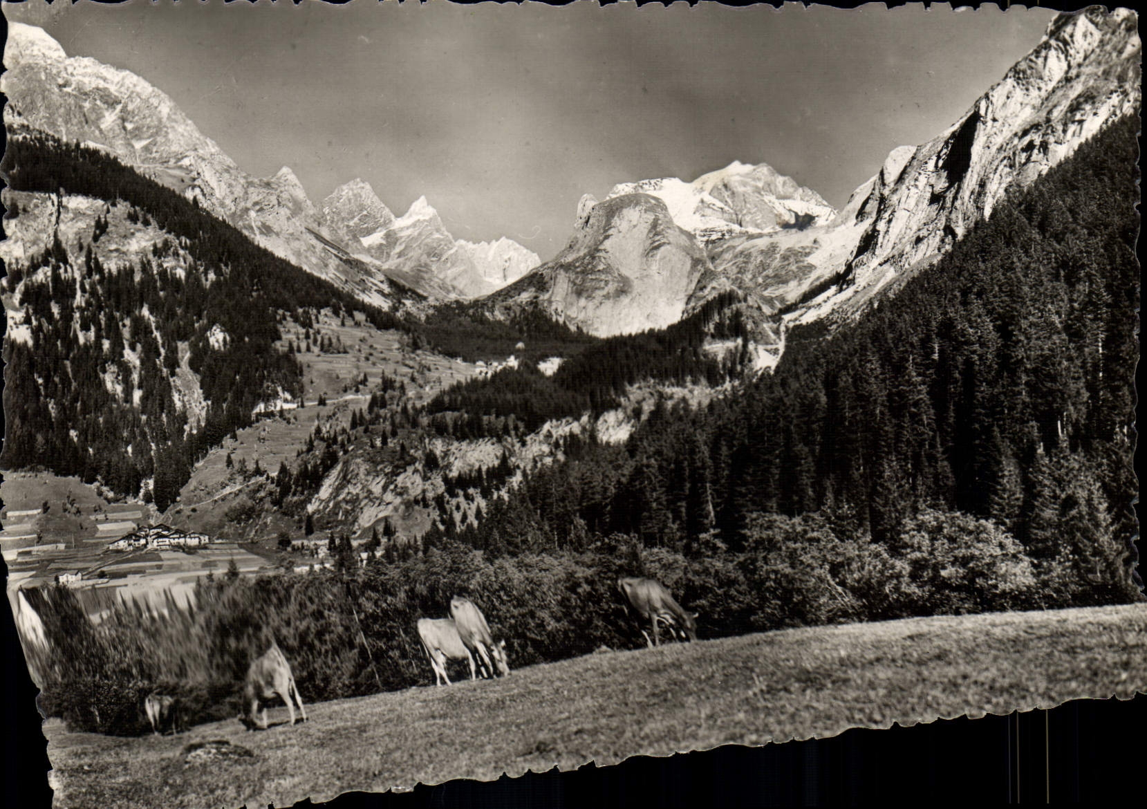 CPM Pralognan la Vanoise Massif Paturages Vaches