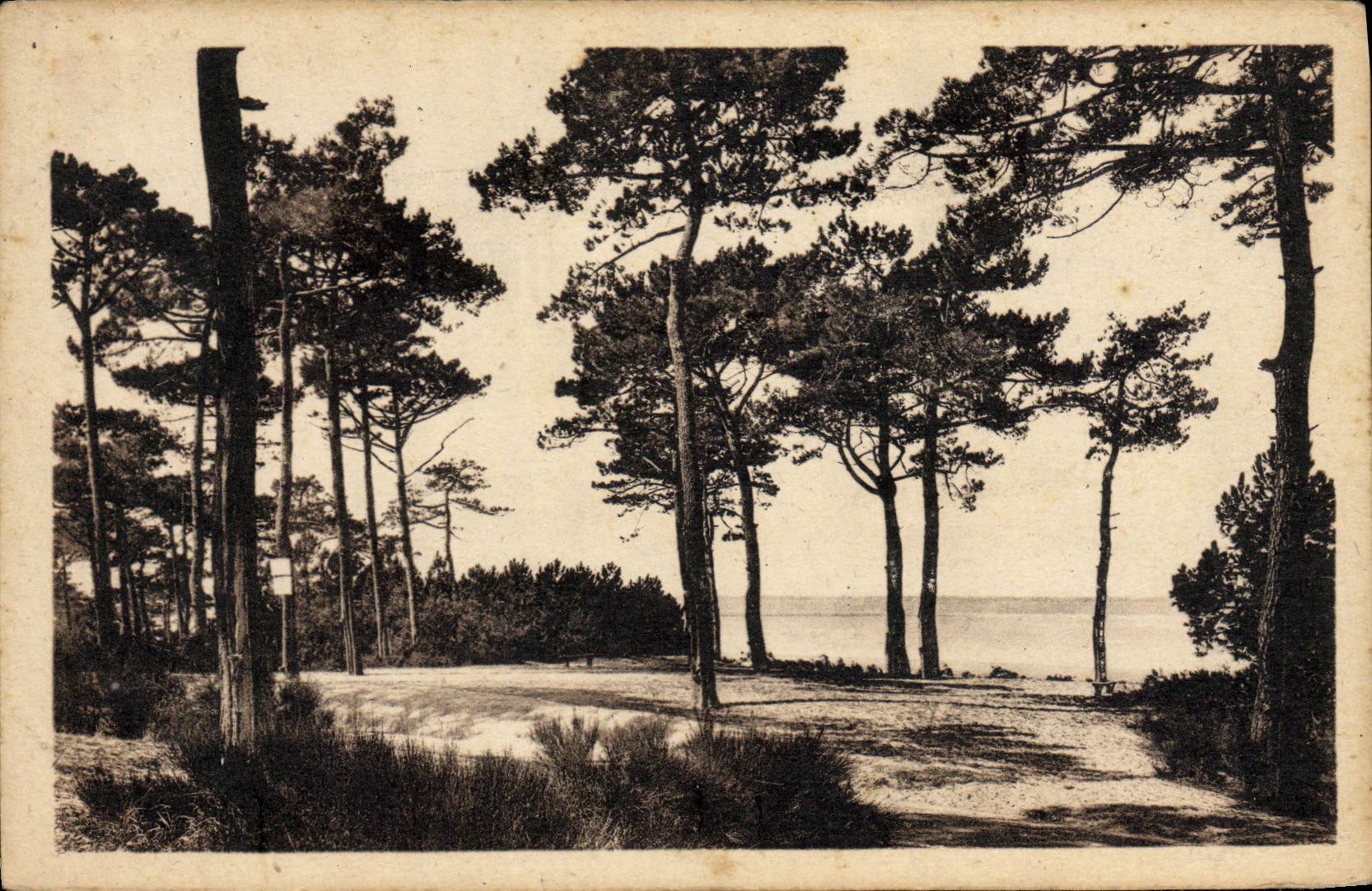 CPA Arcachon Cote D'Argent Au Parc Des Abatilles